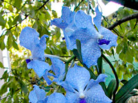 Vanda Sansai Blue x coerulea