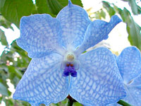Vanda Sansai Blue x coerulea Vanda Sansai Blue x coerulea