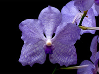 Vanda Sansai Blue x coerulea