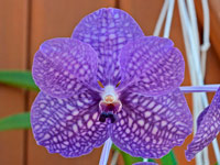 Vanda Wirat