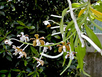Vanda bensonii Vanda bensonii