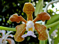 Vanda bensonii Vanda bensonii