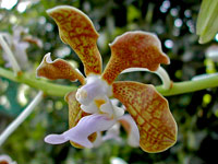 Vanda bensonii Vanda bensonii