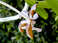 Vanda bensonii Vanda bensonii