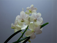 Ascocenda Princess Mikasa 'White'