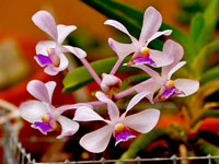 Vanda coerulescens Vanda coerulescens