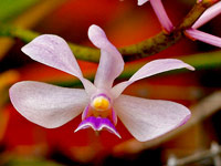 Vanda coerulescens Vanda coerulescens