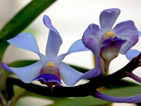 Vanda coerulescens Vanda coerulescens
