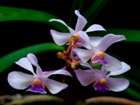Vanda coerulescens Vanda coerulescens