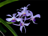 Vanda coerulescens Vanda coerulescens