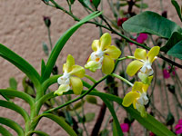 Vanda denisoniana Vanda denisoniana
