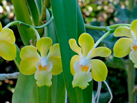 Vanda denisoniana Vanda denisoniana