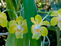 Vanda denisoniana