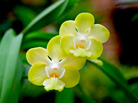 Vanda denisoniana Vanda denisoniana