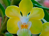 Vanda denisoniana Vanda denisoniana