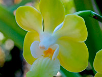 Vanda denisoniana Vanda denisoniana