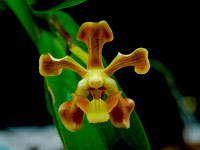 Vanda helvola