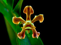 Vanda helvola