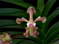 Vanda helvola