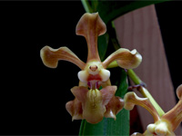 Vanda helvola Vanda helvola