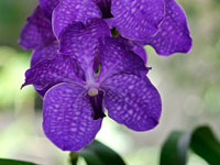 Vanda hybride