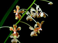 Vanda lamellata Vanda lamellata