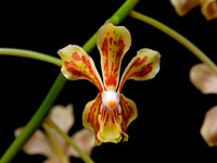 Vanda lamellata Vanda lamellata