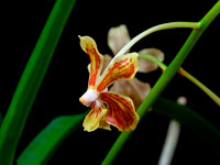 Vanda lamellata