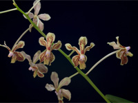 Vanda lamellata Vanda lamellata