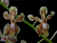 Vanda lamellata Vanda lamellata