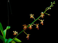 Vanda liouvillei Vanda liouvillei