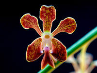 Vanda liouvillei