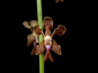 Vanda liouvillei Vanda liouvillei