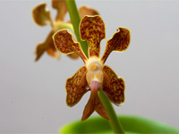 Vanda liouvillei