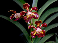 Vanda merrillii Vanda merrillii