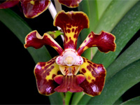 Vanda merrillii Vanda merrillii