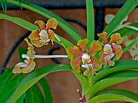Vanda stangeana Vanda stangeana