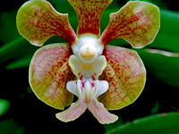 Vanda stangeana Vanda stangeana