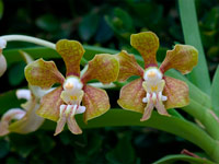 Vanda stangeana Vanda stangeana