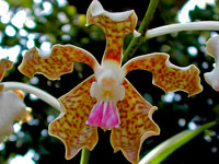 Vanda tesselata Vanda tesselata