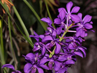 Vascostylis 'Thai Sky' Vascostylis 'Thai Sky'