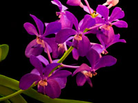 Vascostylis 'Thai Sky' Vascostylis 'Thai Sky'