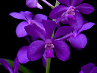 Vascostylis 'Thai Sky'