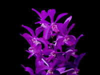 Vascostylis 'Thai Sky' Vascostylis 'Thai Sky'