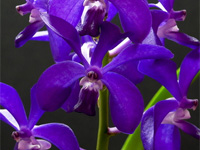 Vascostylis 'Thai Sky' Vascostylis 'Thai Sky'