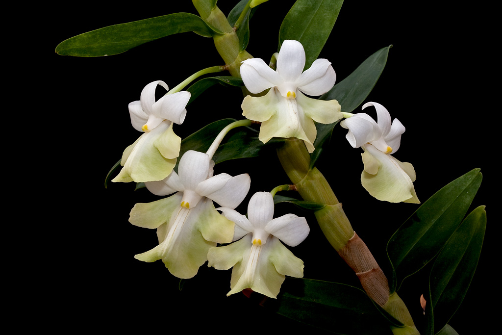 http://www.dd-fernandez.fr/images_story/austrocaledonicum2.jpg