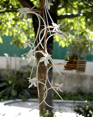 Aerangis appendiculata