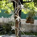 Aerangis appendiculata
