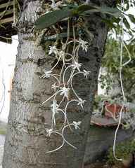 Aerangis appendiculata