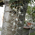 Aerangis appendiculata